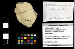 Foto (Objekt + Etiketten) von Gastrosacus eminens (Blaschke, 1911) 